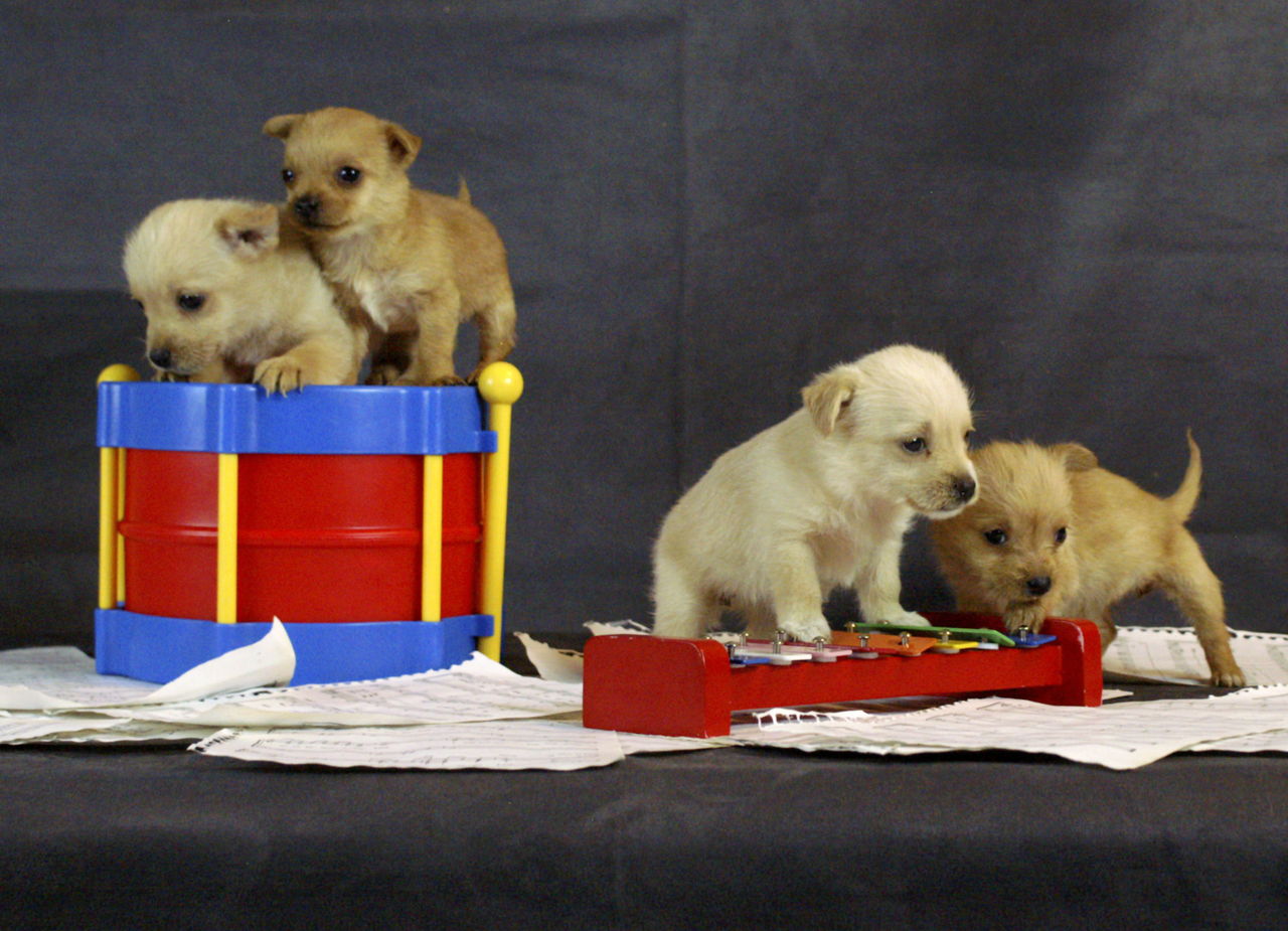 These puppies will be among those being shown for adoption at the Everett Animal Shelter’s fundraising “Shakaroo” concert on Feb. 13 at the Everett Performing Arts Center.