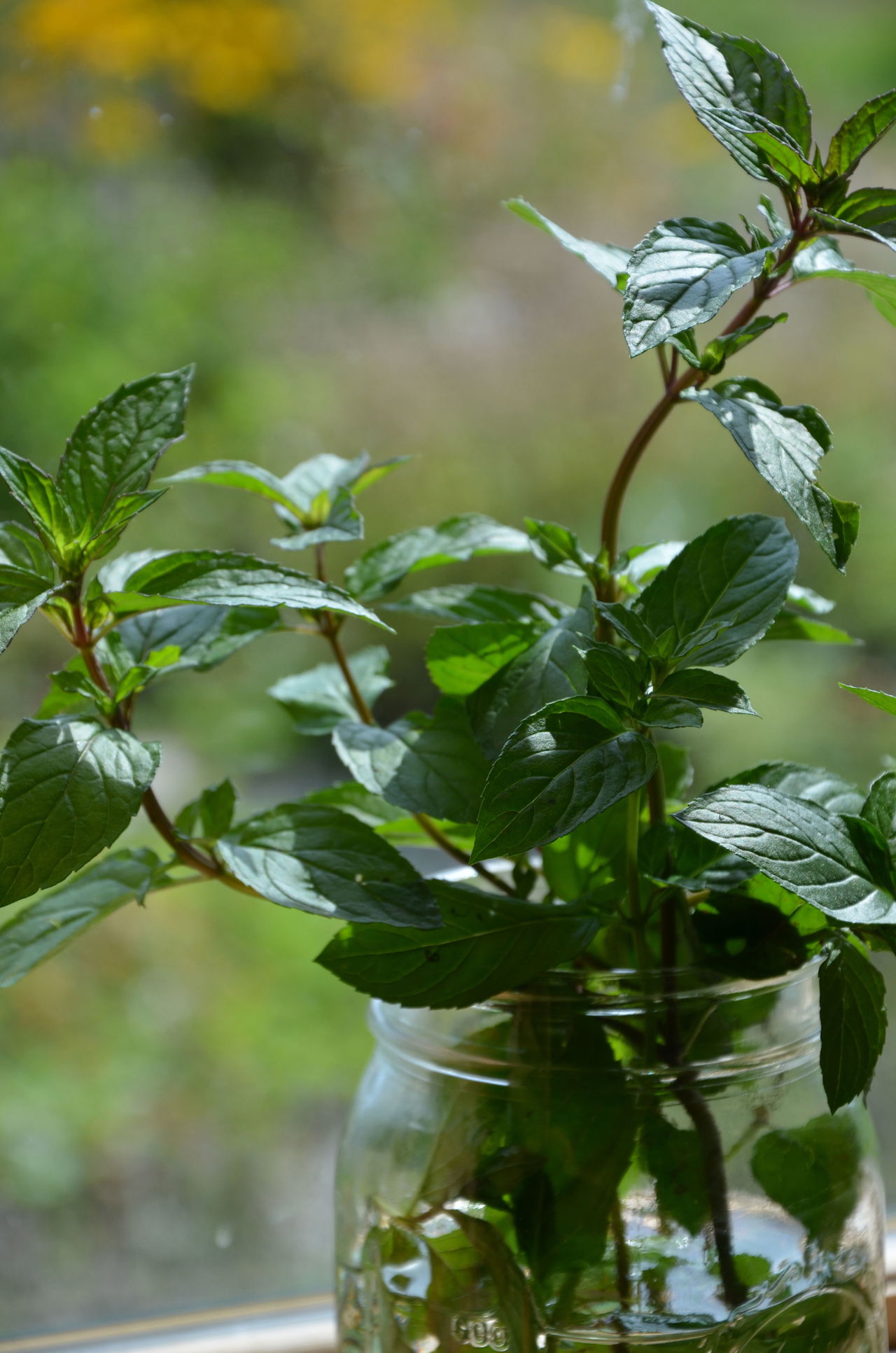 Mint takes root in a glass jar on the author’s sunny windowsill.