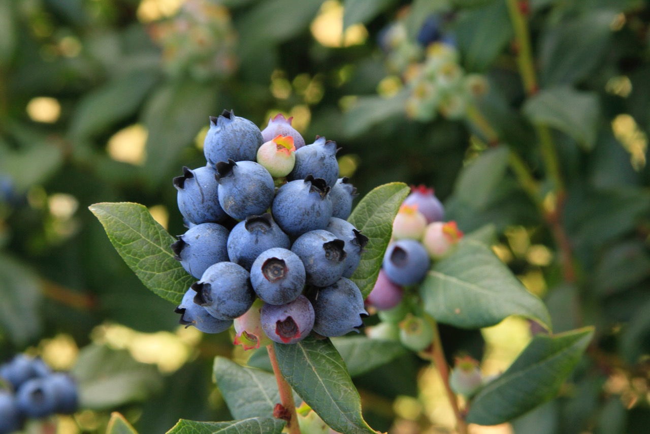 The Northwest has an ideal climate for growing berries.
