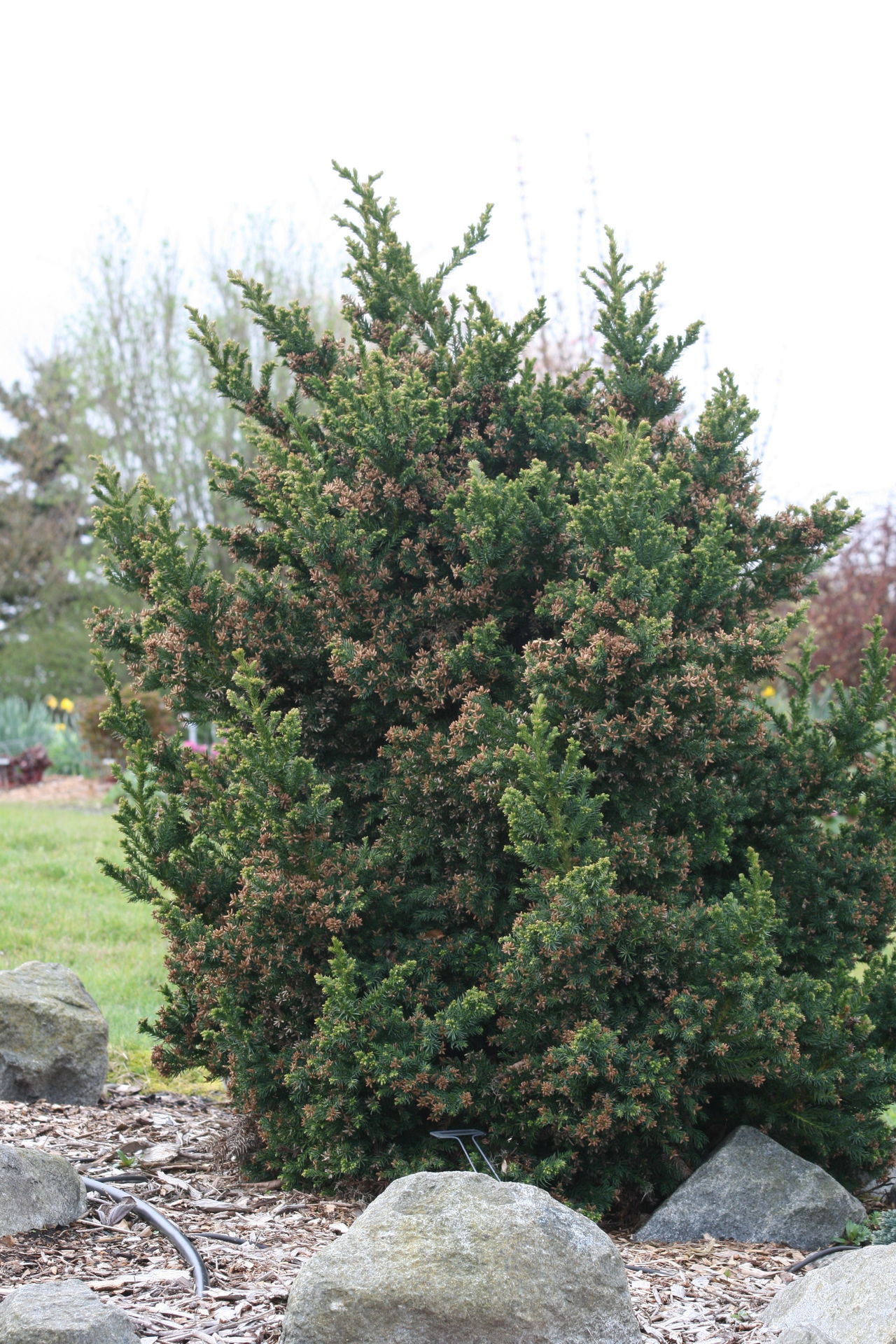 Black dragon, Cryptomeria japonica