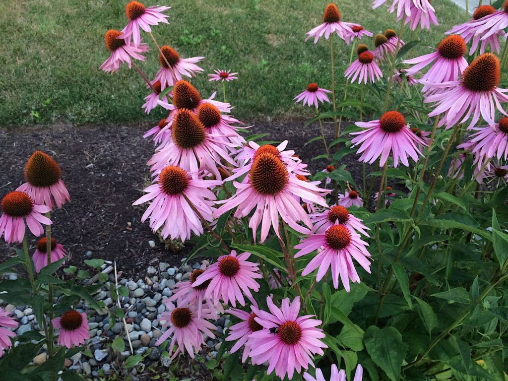 Snohomish Conservation District Purple coneflower.
