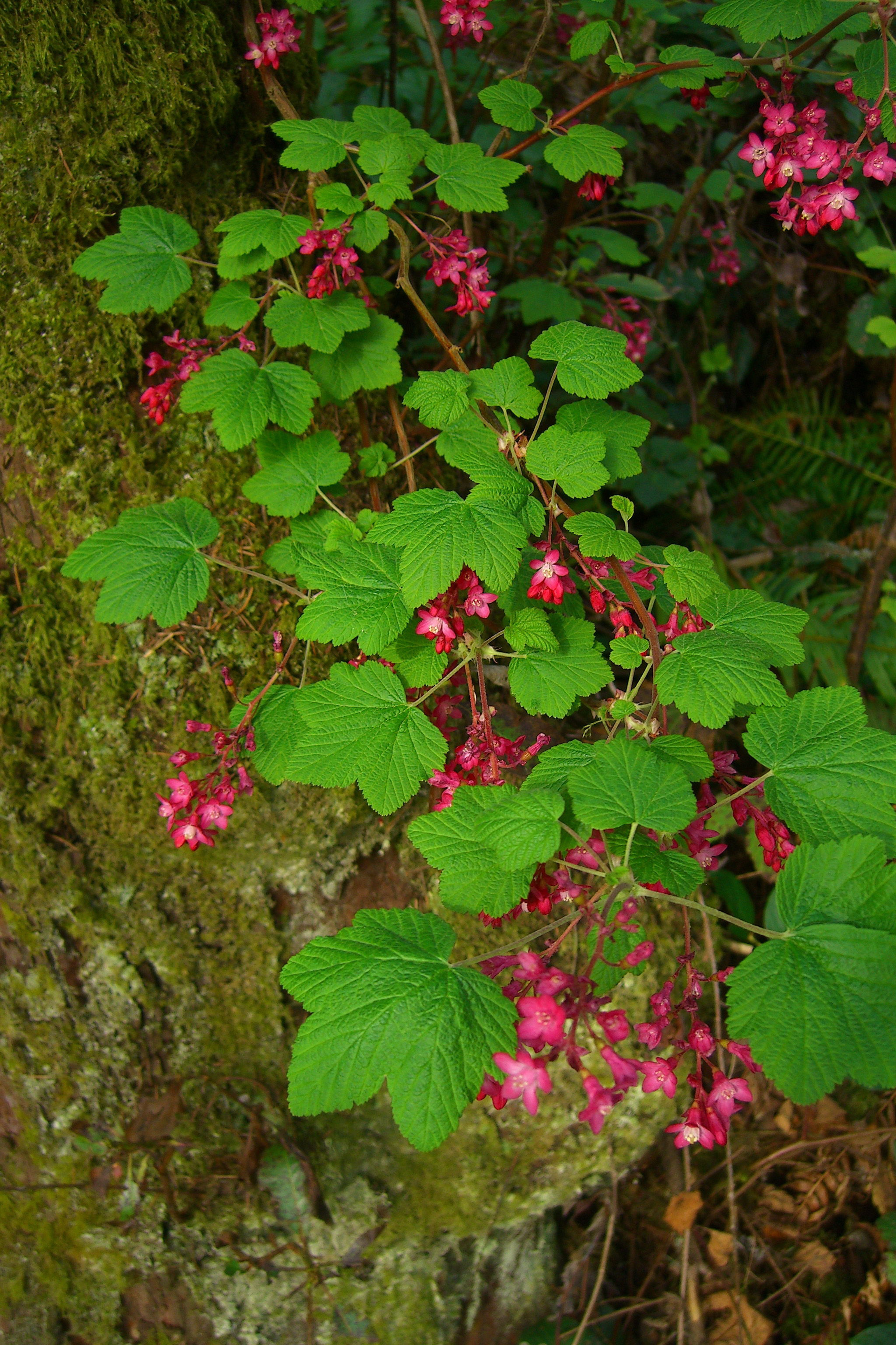 Snohomish Conservation District Red-flowering currant.