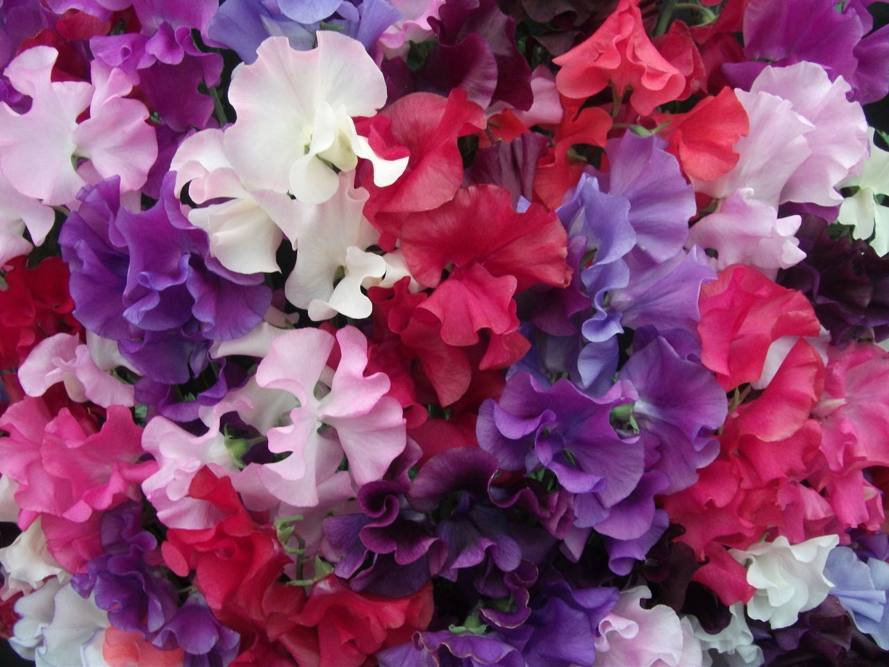Sweet peas are a colorful addition to your spring garden.