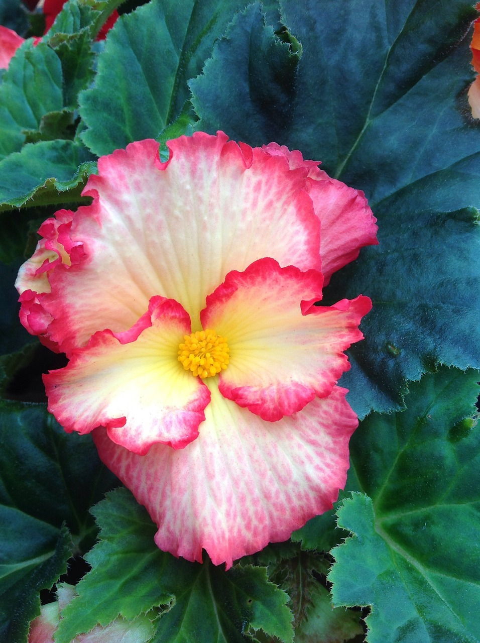 Begonias can bring a lot of color to a shady spot in your yard.
