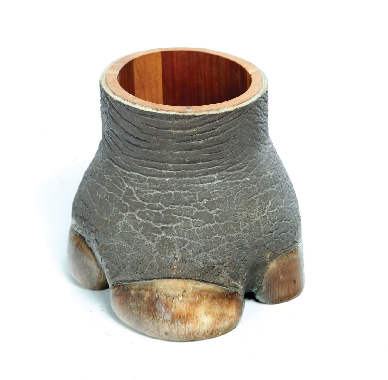 This 5¾-inch-high hoof has been made into a wine caddy. Although estimated at $100 to $200, it sold for $1,800 in 2014. New laws may make it impossible to sell.