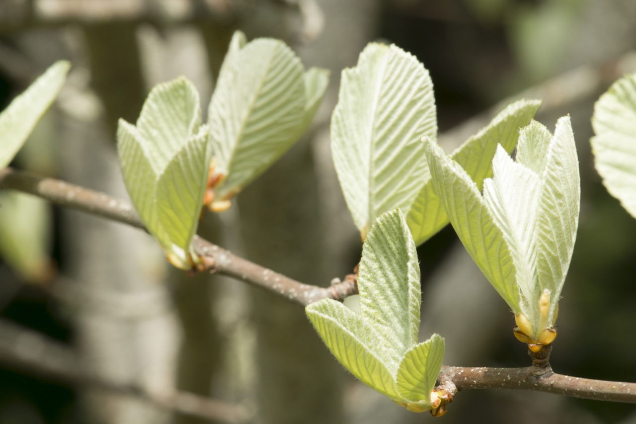 Whitebeam offers attractive colors and textures in the garden.