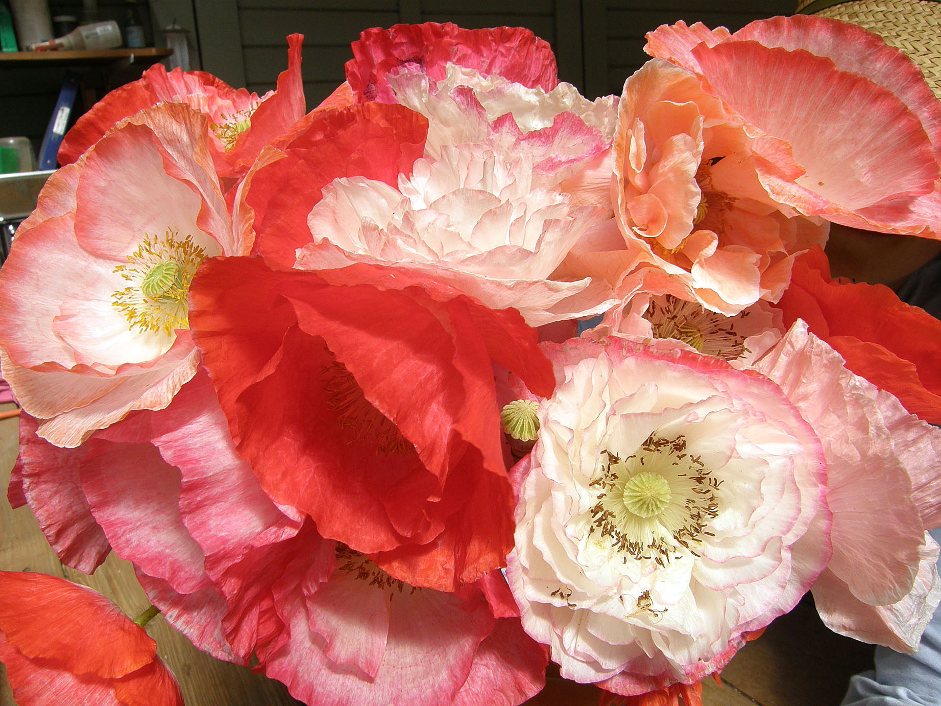 Shirley Poppy, “Falling in Love,” features attractive, delicately colored flowers.