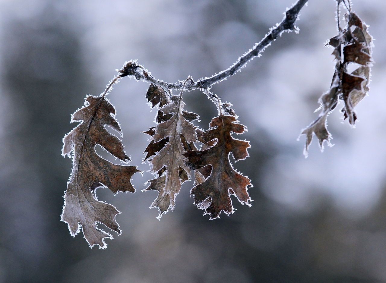 The brown oak tree leaves are outlined by frost in the morning cold in Yosemite Naitonal Park, California.
