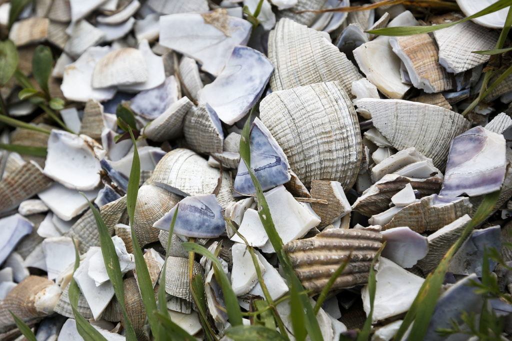 Crushed shells litter the edge of the Tommy Thompson Trail in Anacortes on Feb. 18. Seagulls often drop clams plucked out of Fidalgo Bay onto the hard surface of the trail to break them open for a meal.
