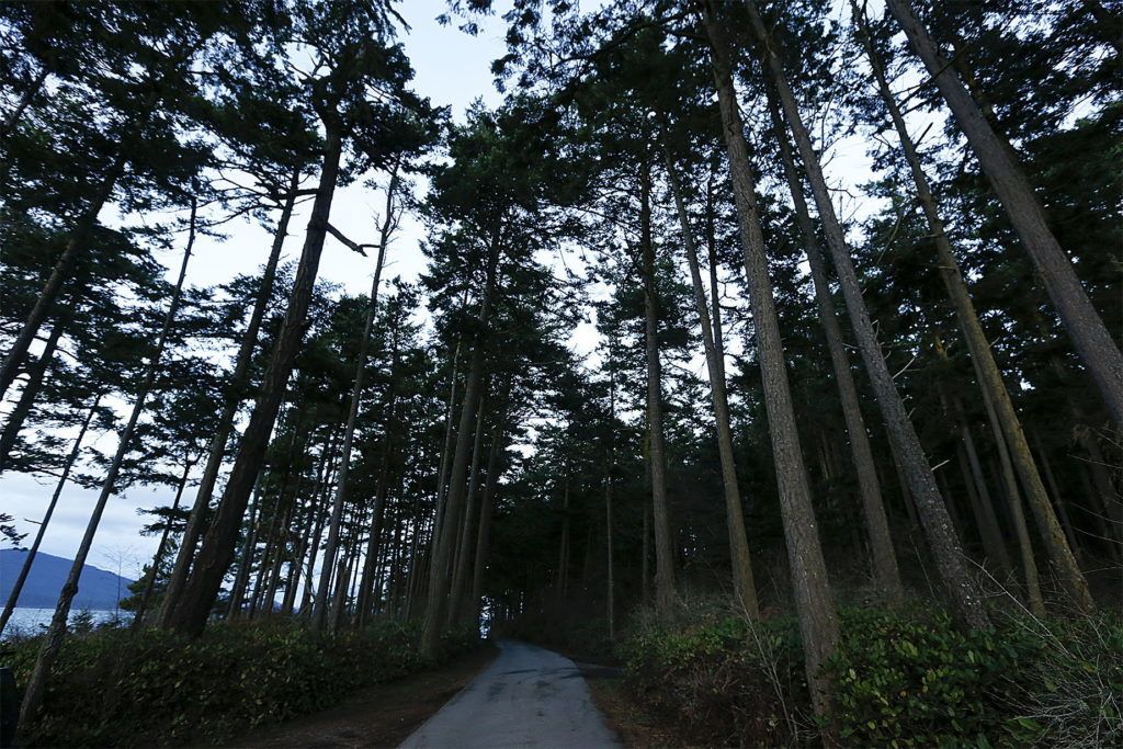 Trees reach toward the sky on the paved 2.2-mile loop that circumnavigates Washington Park in Anacortes.
