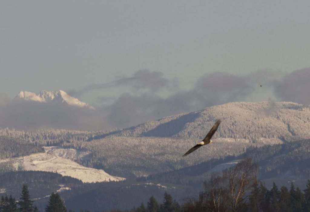 Mike Benbow / For The Herald A bald eagle soars over a farm field in Silvana with the Cascade foothills in the background.

