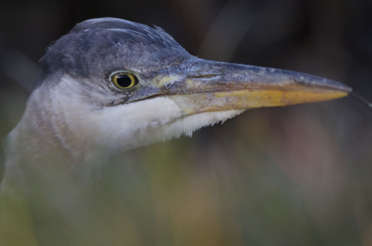 Mike Benbow / For The Herald A heron looks for food in a drainage ditch in a farm field.