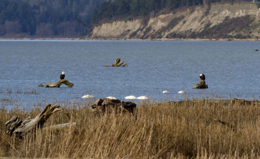 Mike Benbow / For The Herald A pair of bald eagles watch feeding swans in the Stillaguamish River delta property purchased by the Nature Conservancy. The agency will offer tours next weekend during the birding festival.
