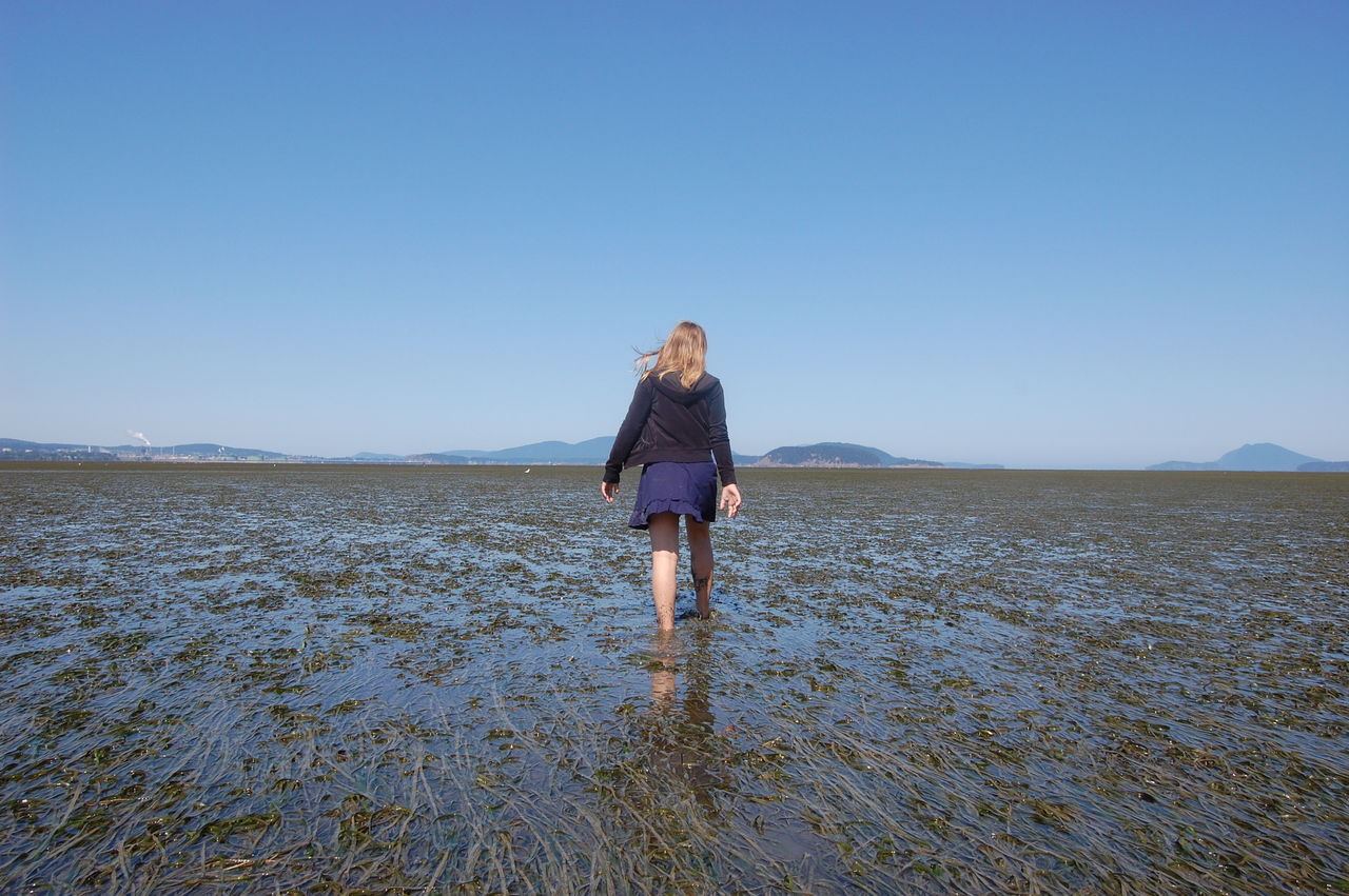 Eel grass is exposed during a low tide at Padilla Bay.