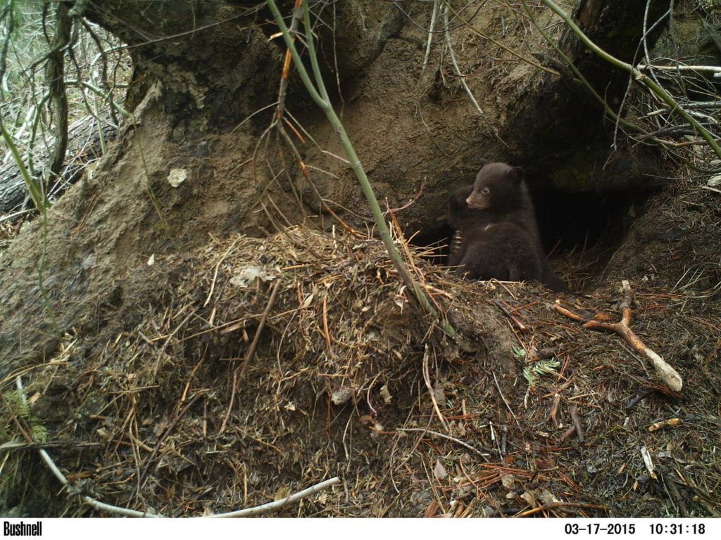 Bear cubs emerge from a den, photographed by a motion-activated camera.
