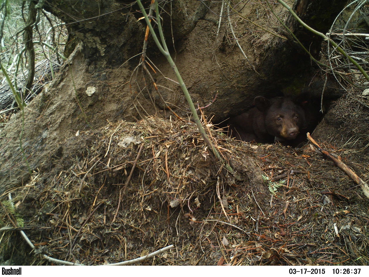 A black bear emerges from a den, in this photo from a motion-activated camera.