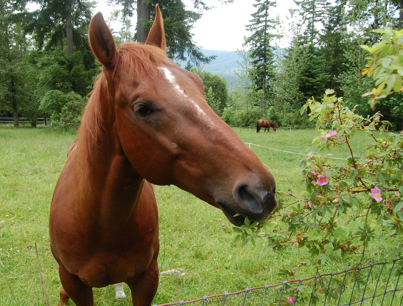 Bob the horse is happy in his pasture. Learn more about what you can do with your horse and pasture at several workshops offered by the Snohomish Conservation District.