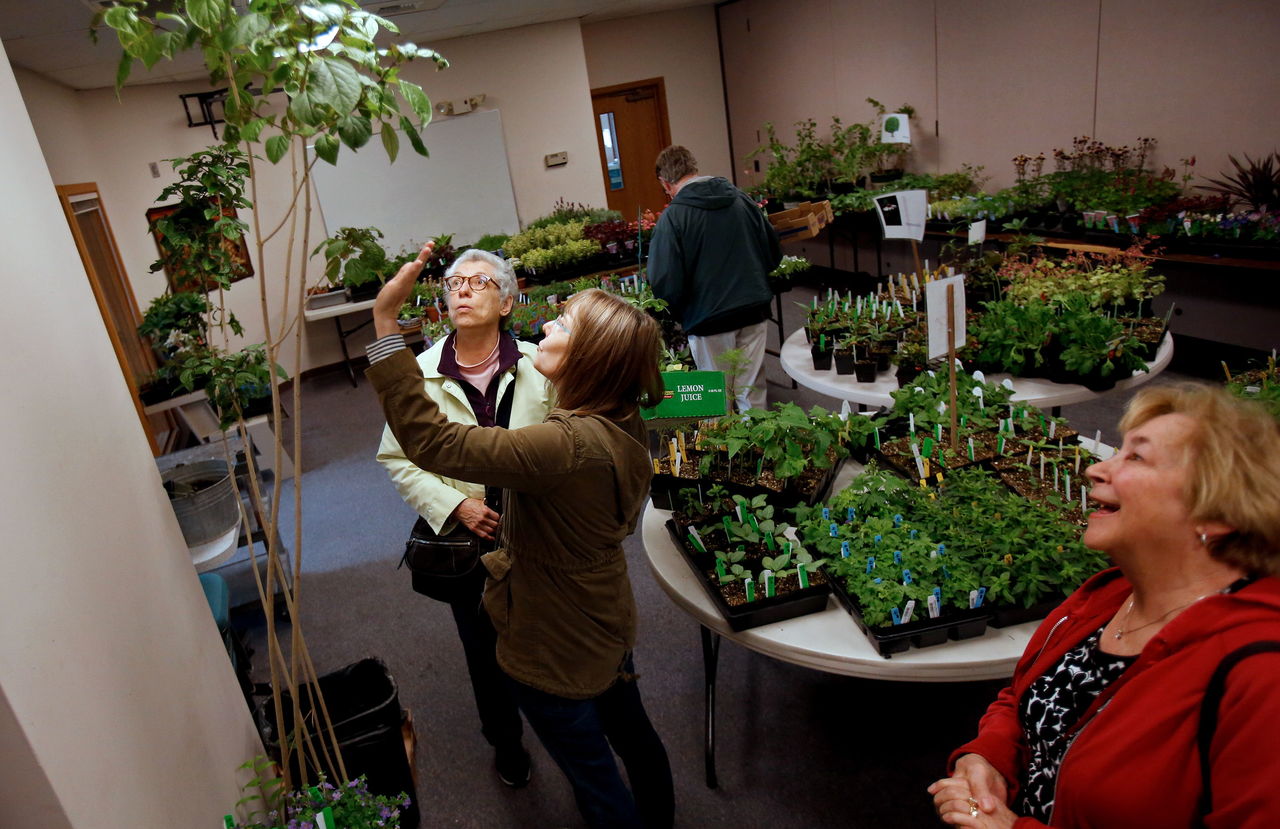 Chris Stay (center) talks with Judy Bracik as they examine a Harlequin Garybower tree as they look for the perfect plant at a sale at Trinity Lutheran Church in Lynnwood. At right is Maggie Medearis. Many plant sales are coming up over the next few weeks.
