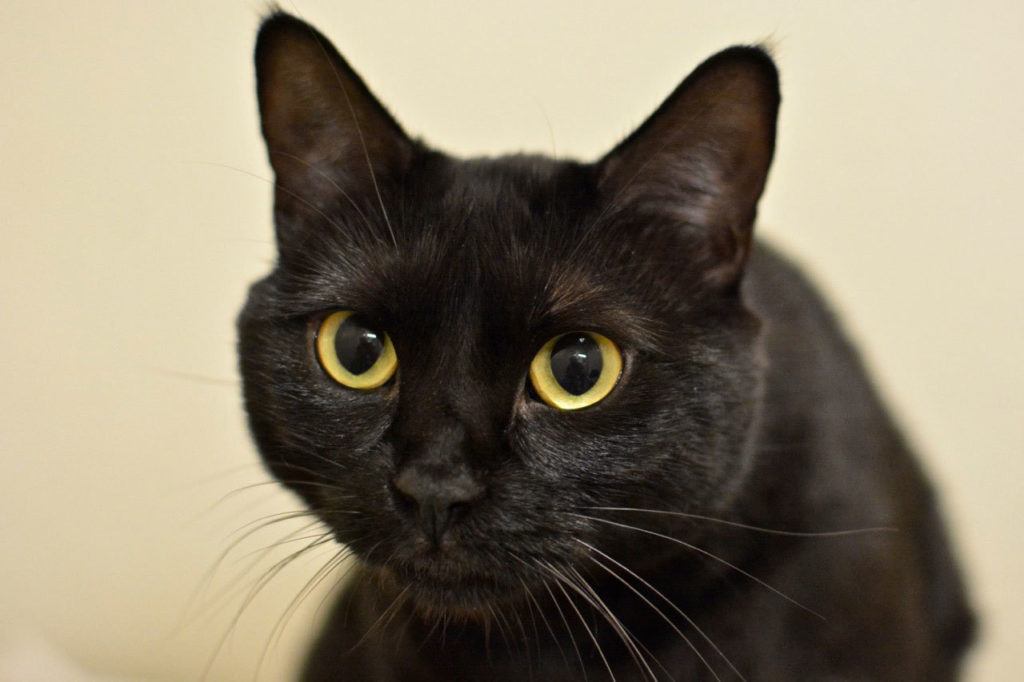 Lakshmi is sweet, loves to cuddle, plays with her toys and enjoys the company of other cats with a proper introduction. She will need to remain on a special diet. (Jon Annis / Everett Animal Shelter)
