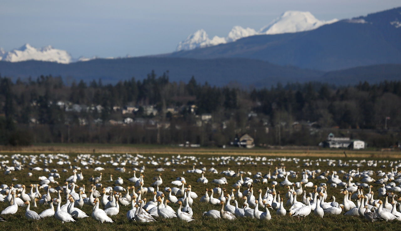 Stanwood, Camano host NW Glass Quest, Snow Goose Festival