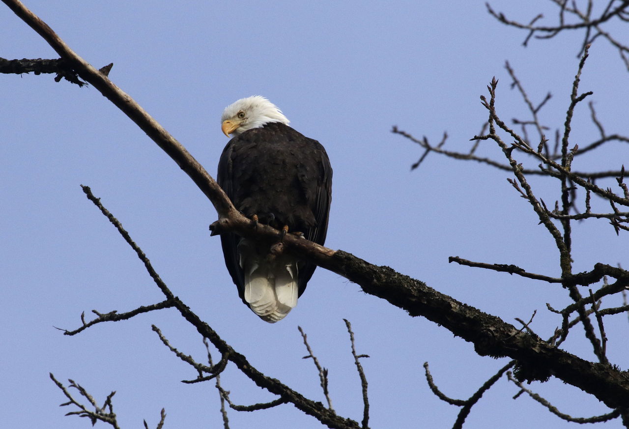 A bald eagle looks over the Stillaguamish River as it searches for a fish Tuesday near Arlington. The Arlington-Stillaguamish Eagle Festival happens Friday and Saturday, and includes paddling raft trips to view the eagles, live entertainment and more.