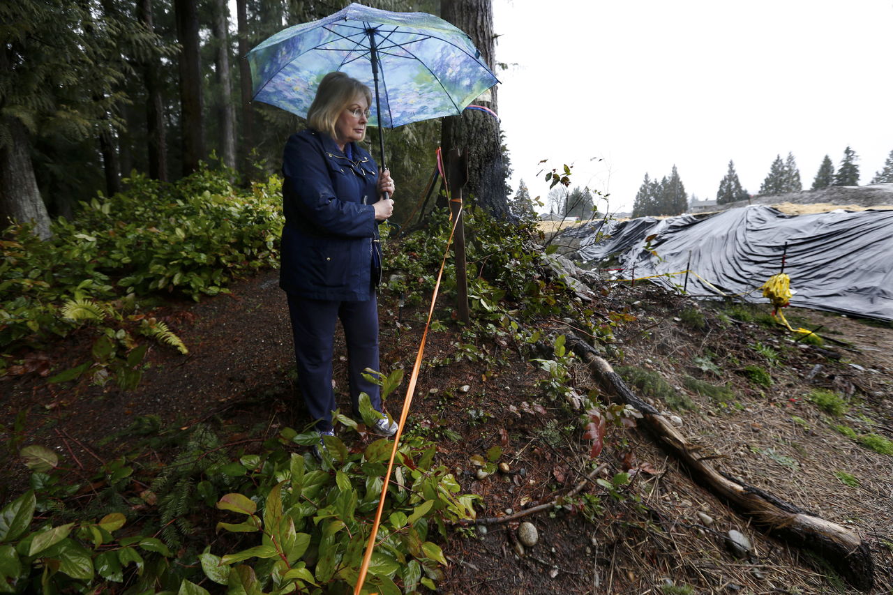 Roberta Johnson looks down at an anchor root for a Douglas fir tree threatened by a development near her home Jan. 21. She and her husband, Joseph Johnson, are longtime Lynnwood-area residents who are worried that a housing development next door has gouged out the roots of trees on their property. Two record-setting windstorms in 2015 heightened their concerns, which are playing out around other new developments.
