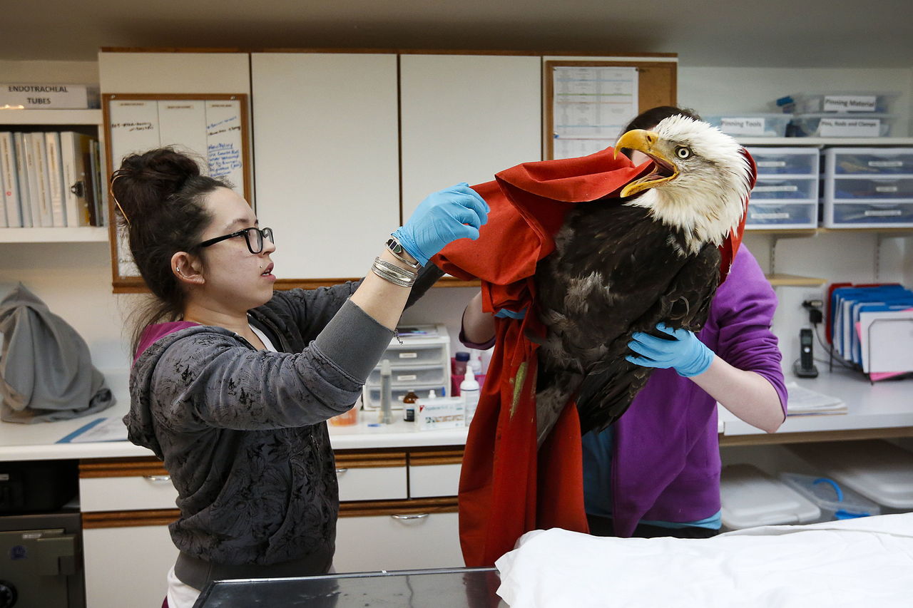 A bald eagle, found stuck in a tree in Bothell, is held by Faith Stein (right) as Miki Forsberg removes a blanket used during transport to Sarvey Wildlife Care Center in Arlington on Wednesday.