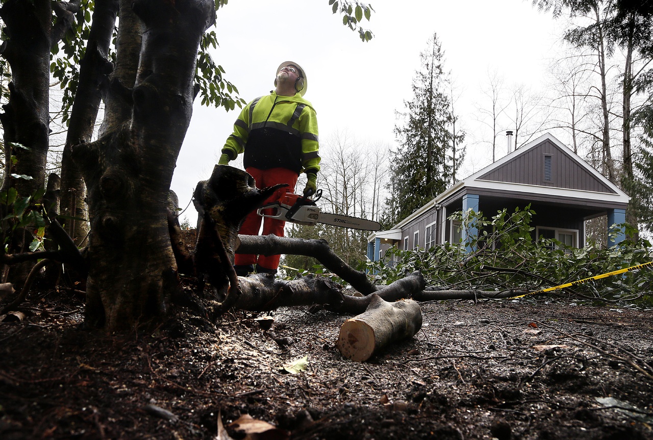 Chain saw in hand, public works maintenance worker Jon Stevens sizes up one of the numerous trees that he was cutting Wednesday outside the Lundeen House (background) at Lundeen Park in Lake Stevens.