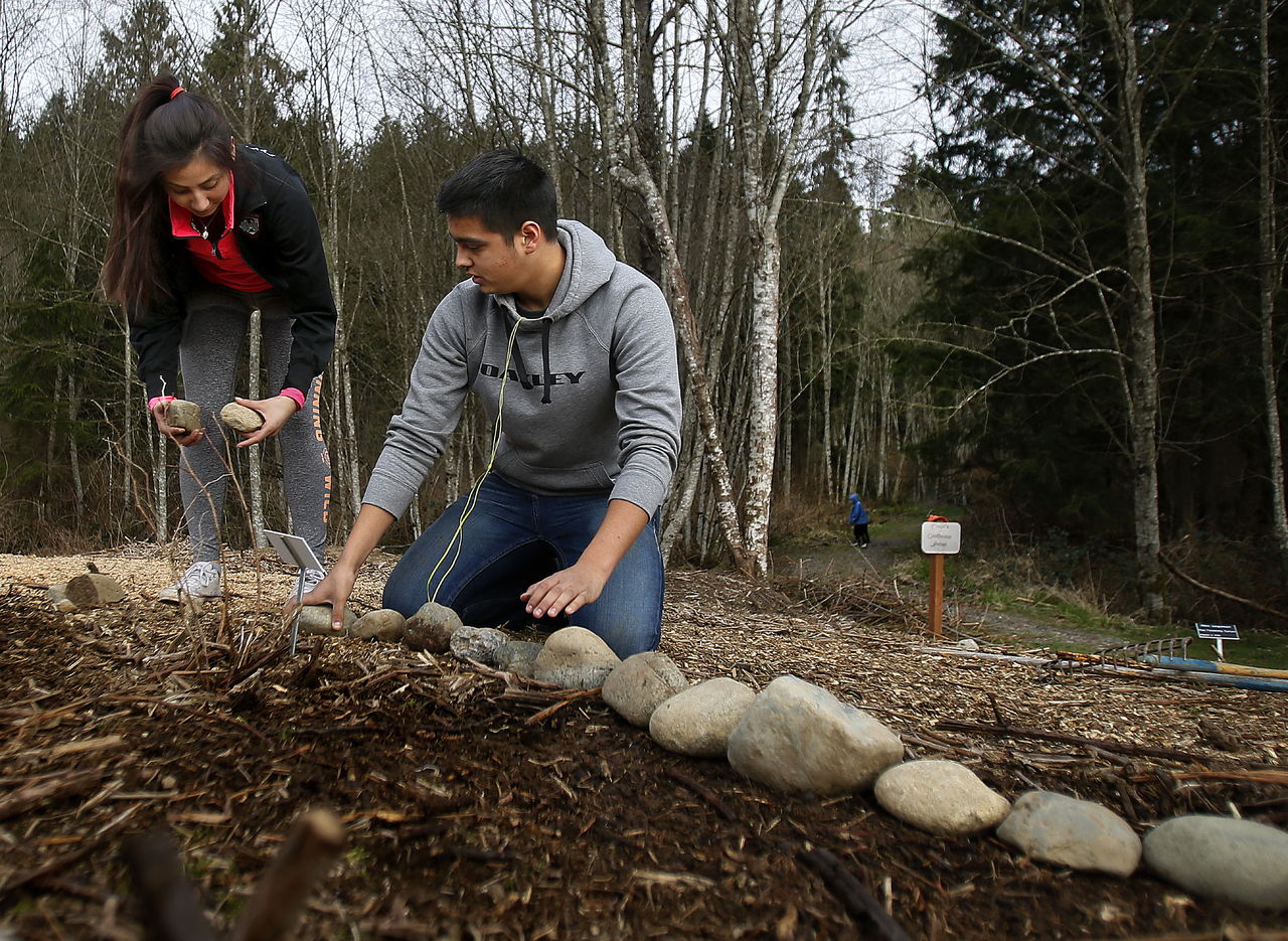 Sultan High School junior Hanna Milian and senior Diego Arriaga arrange stones around native trees they have planted as part of a STEM project to create a tree museum on unused land at the back of the school.