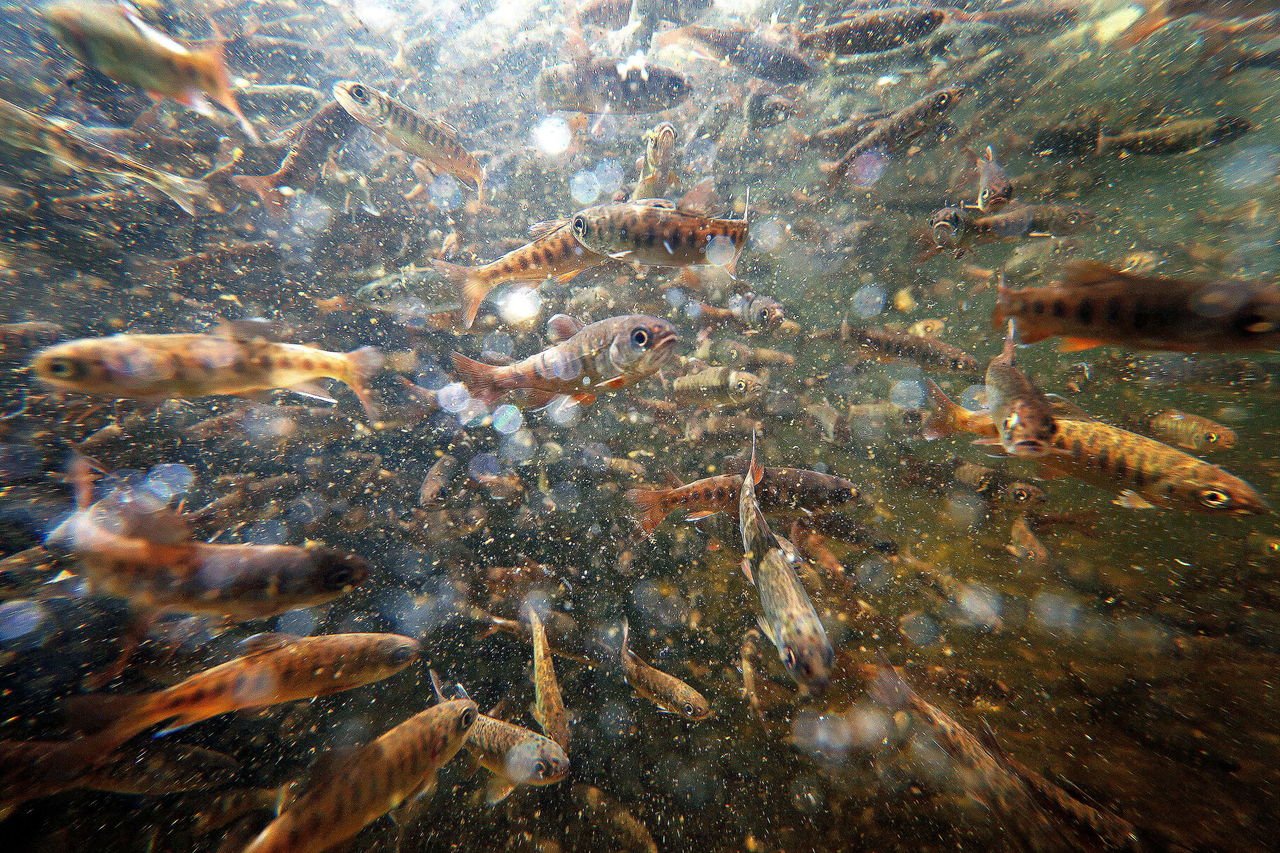 Coho fry feed in one of the ponds at the Tulalip Tribes’ fish hatchery. The fry, hatched around Christmas time, were having their adipose fins clipped. As with 2015’s anemic return of coho, this year’s number also is expected to be low.