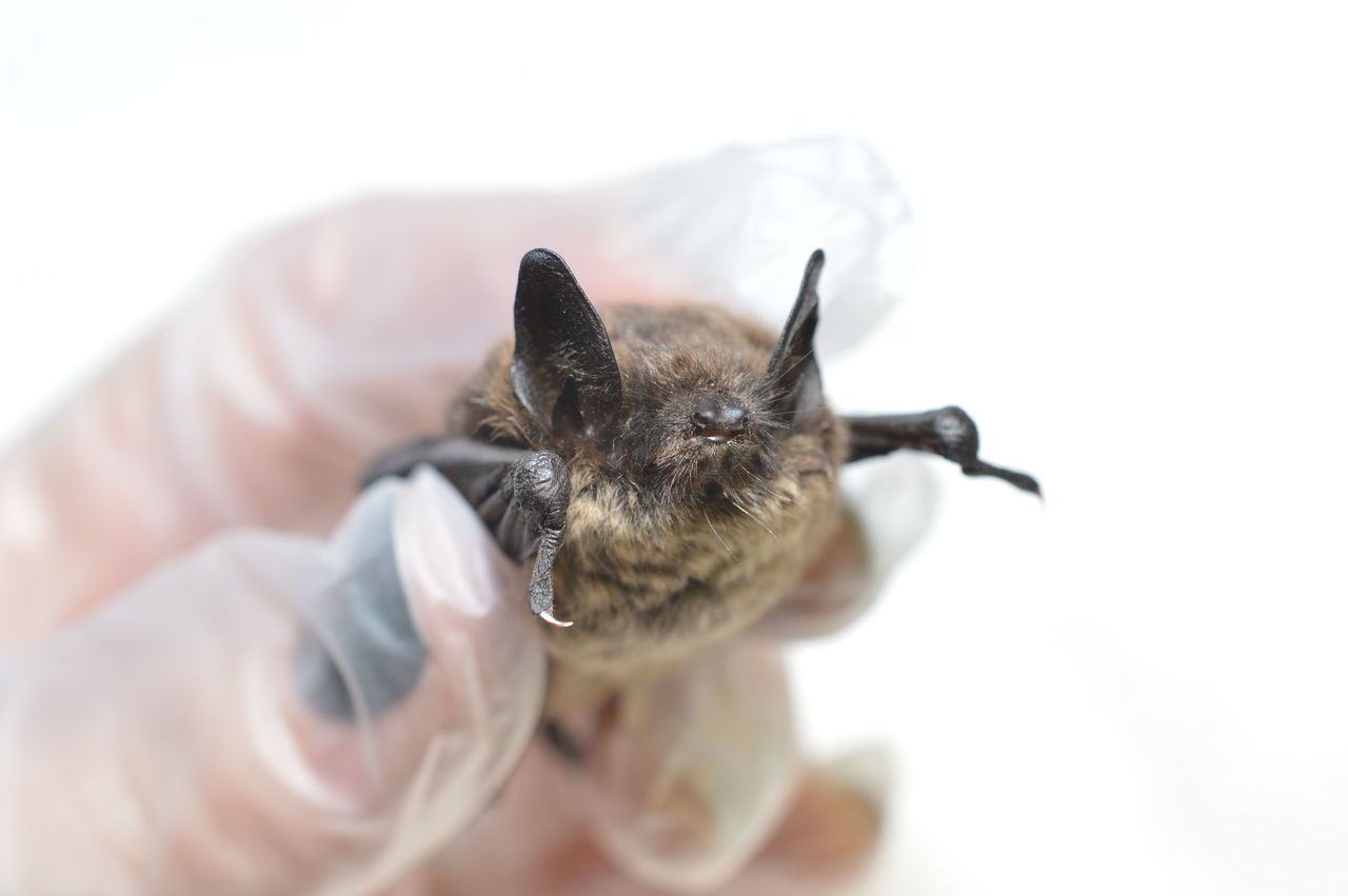 This is the little brown bat that was brought to PAWS after hikers found it near North Bend. The bat later died and was confirmed to have white-nose syndrome.