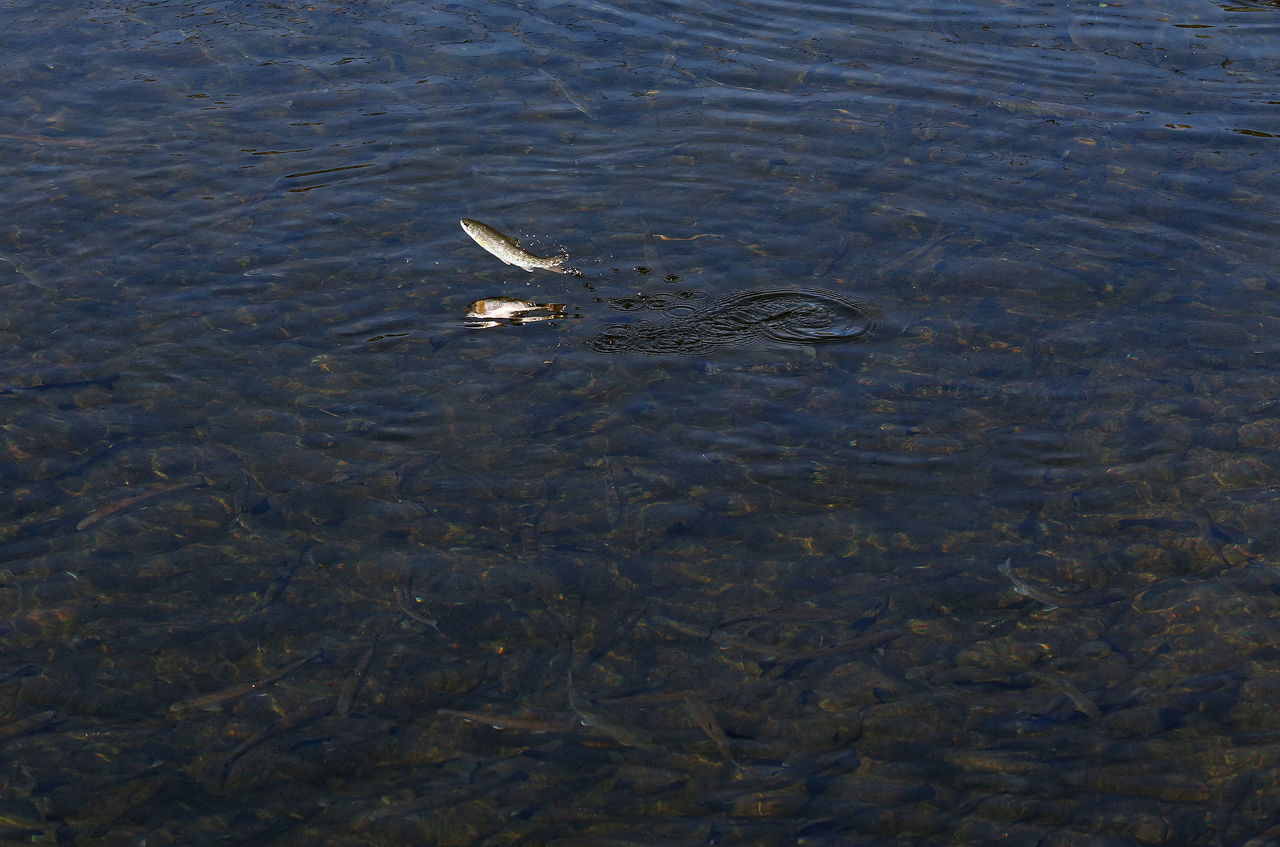 A juvenile steelhead jumps in a pond with 50,000 other smolts at the Wallace River Hatchery near Gold Bar on Monday. Five steelhead hatcheries, including two in Snohomish County, have been approved by federal regulators to release early winter steelhead.