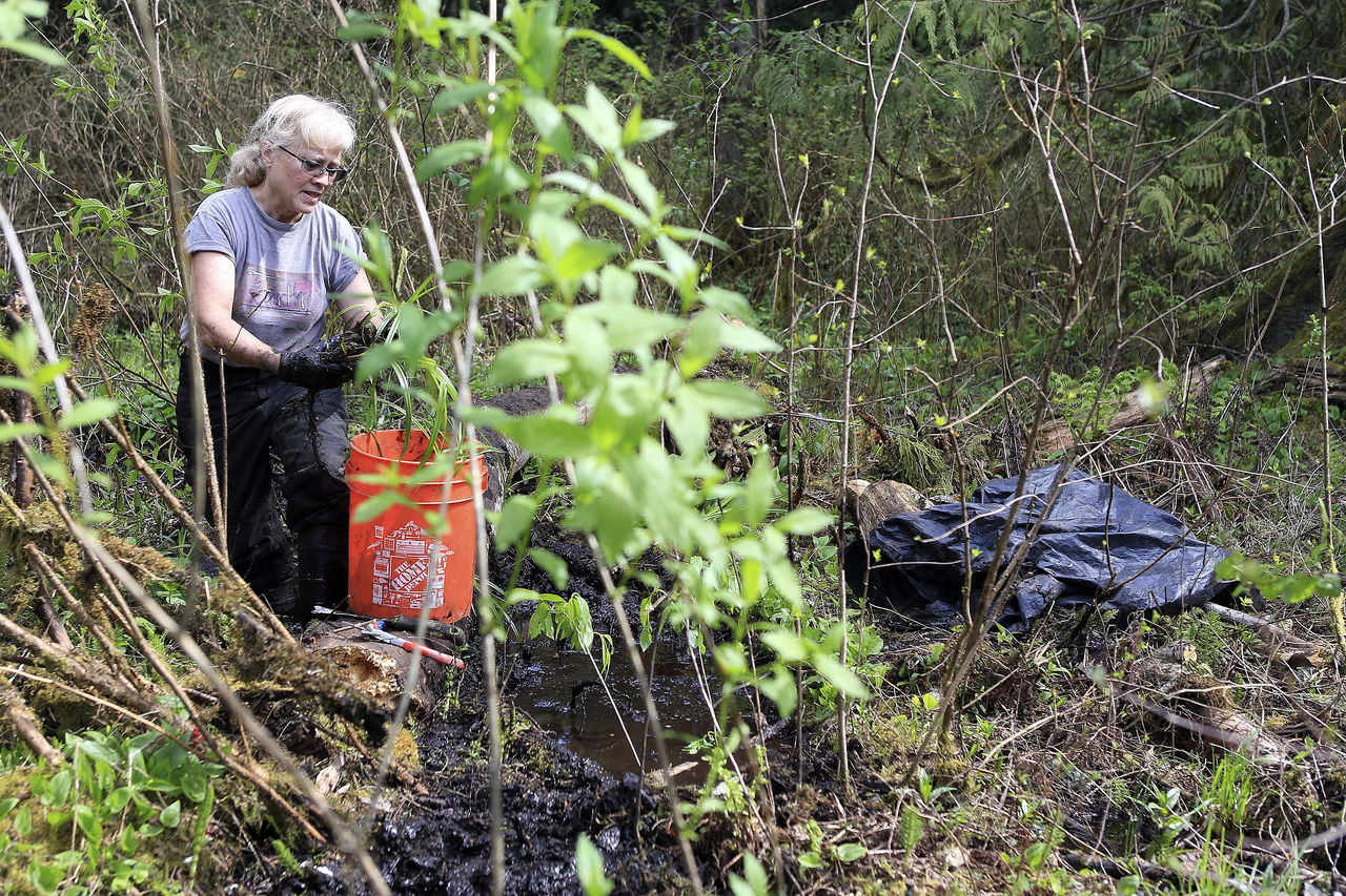 Marian Hanson transplants plants to accommodate the lack of shade because of a fallen tree at the Adopt-A-Stream Foundation in McCollum Park in Everett.