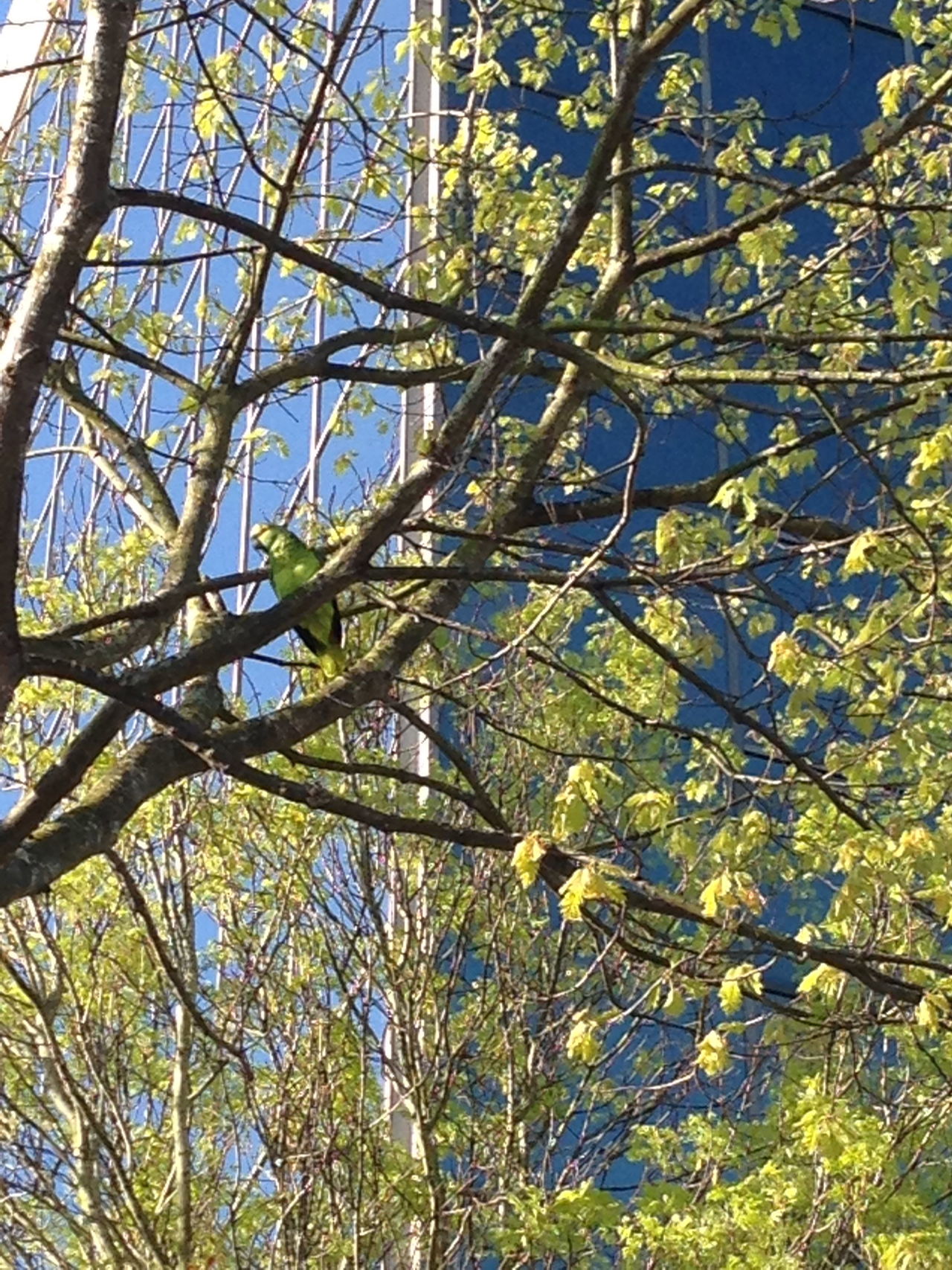 Polly the parrot was rescued Wednesday from a tree outside of the Wall Street Building in Everett after escaping from her home nearby.