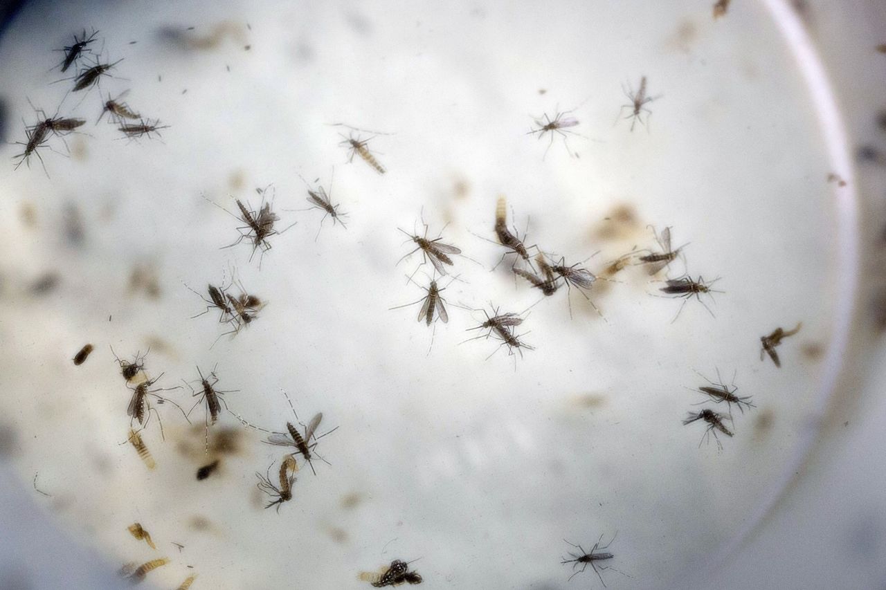 Aedes Aegypti mosquitoes in a mosquito cage at a laboratory in Cucuta, Colombia.