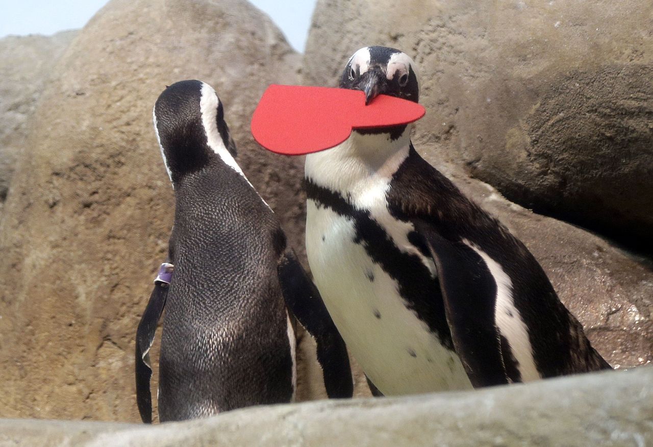 An African penguin bites onto a heart shaped valentine handed out Friday at the California Academy of Sciences in San Francisco. The valentines will be used as nesting material.