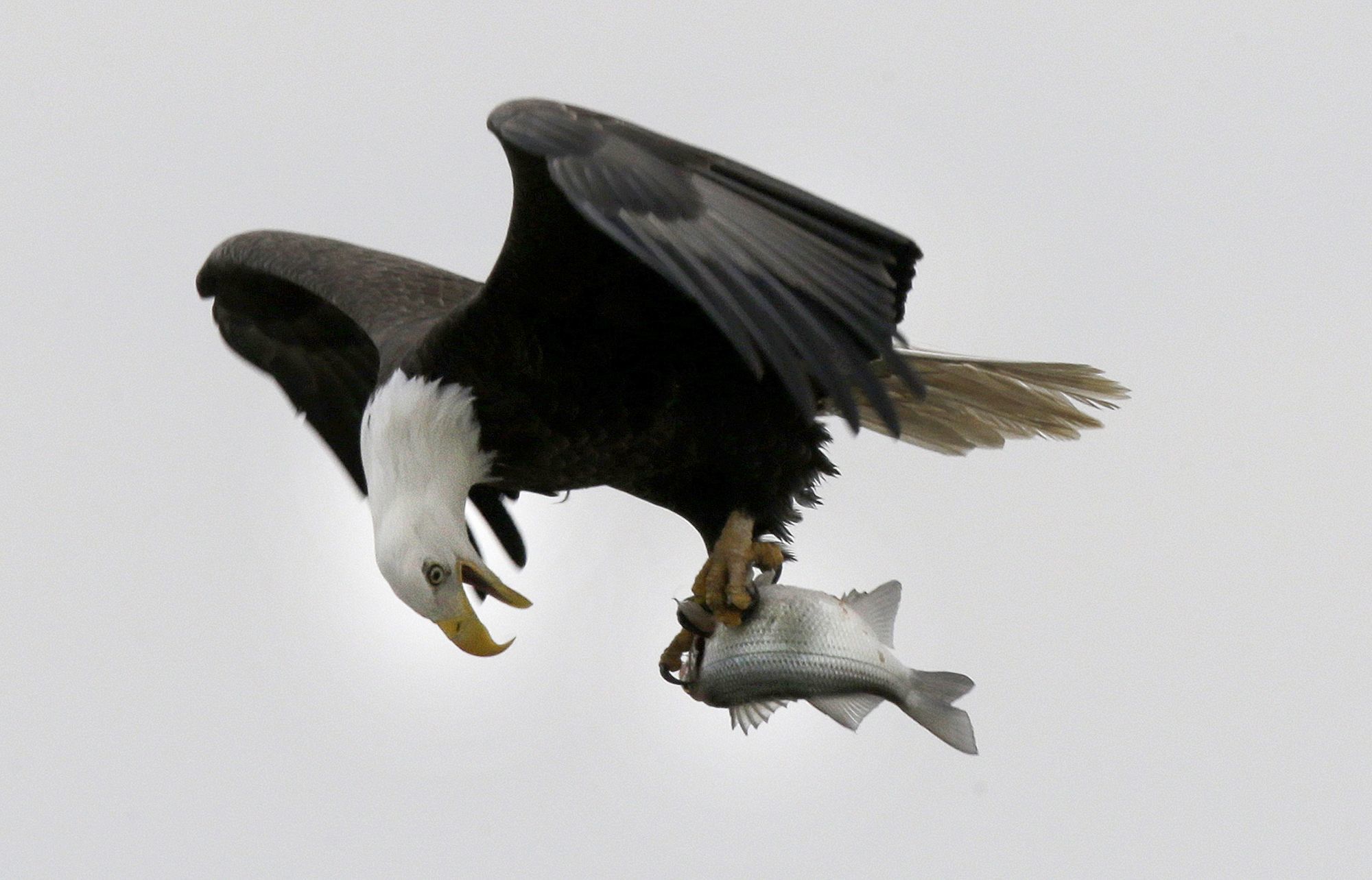 In this Jan. 28 photo, a bald eagle holds a fish taken from the Haw River below Jordan Lake in Moncure, North Carolina.