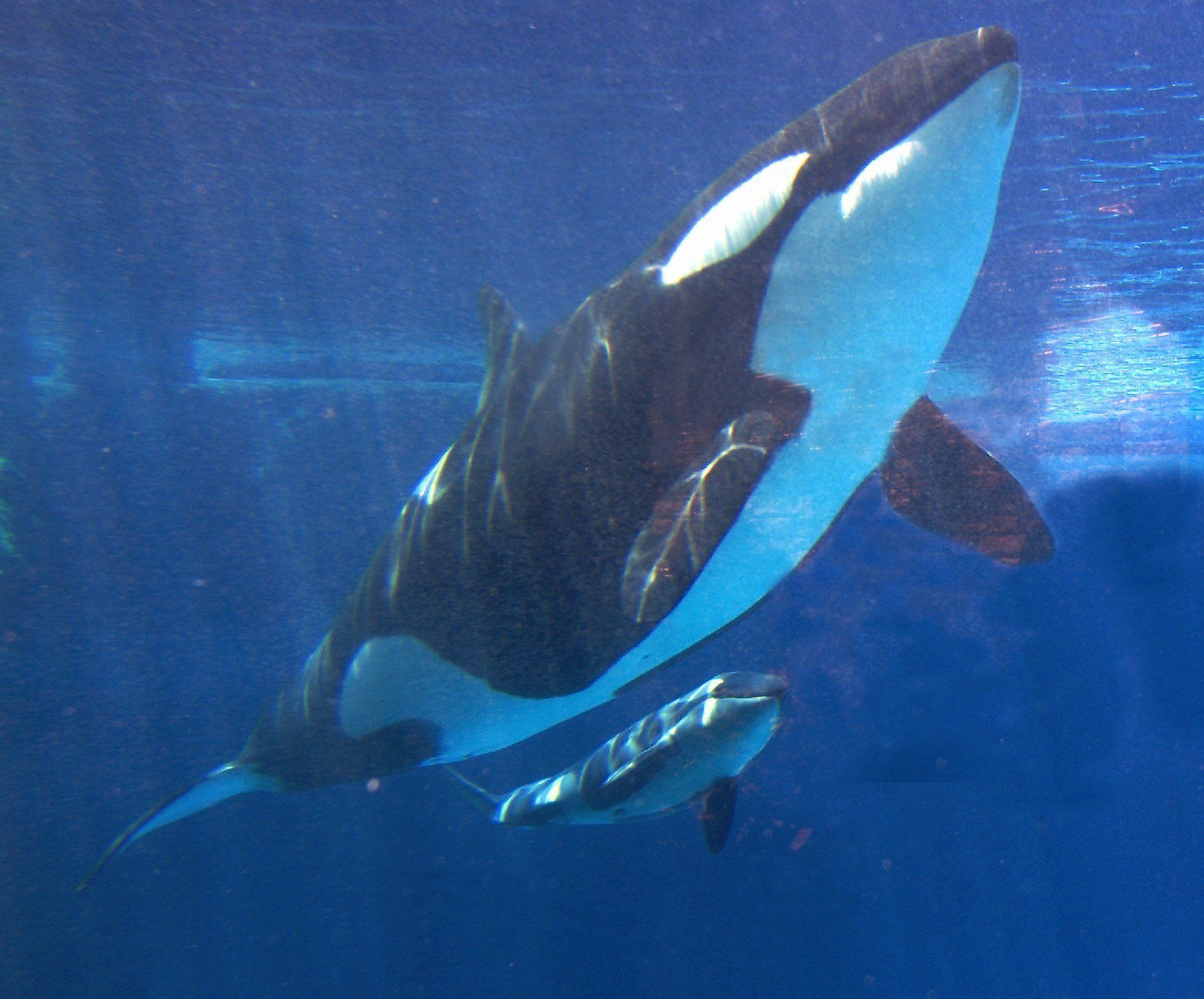 Takara swims with her new calf at SeaWorld in San Diego in this 2002 photo. Both Takara and her calf were conceived through artificial insemination. SeaWorld Entertainment Inc. says it will no longer breed killer whales.