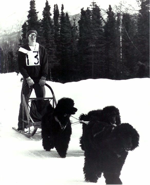 Musher John Suter with his team of poodles about 1975 in Alaska. Suter was the first to use poodles in the Iditarod.