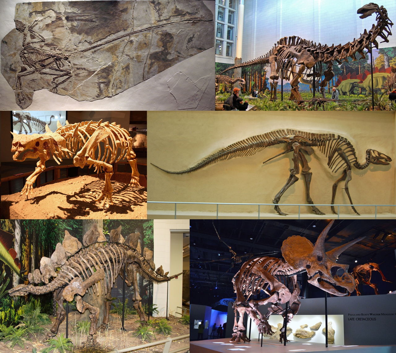 A collection of fossil dinosaur skeletons. Clockwise from top left: Microraptor gui (a winged theropod), Apatosaurus louisae (a giant sauropod), Edmontosaurus regalis (a duck-billed ornithopod), Triceratops horridus (a horned ceratopsian), Stegosaurus stenops (a plated stegosaur), Pinacosaurus grangeri (an armored ankylosaur).