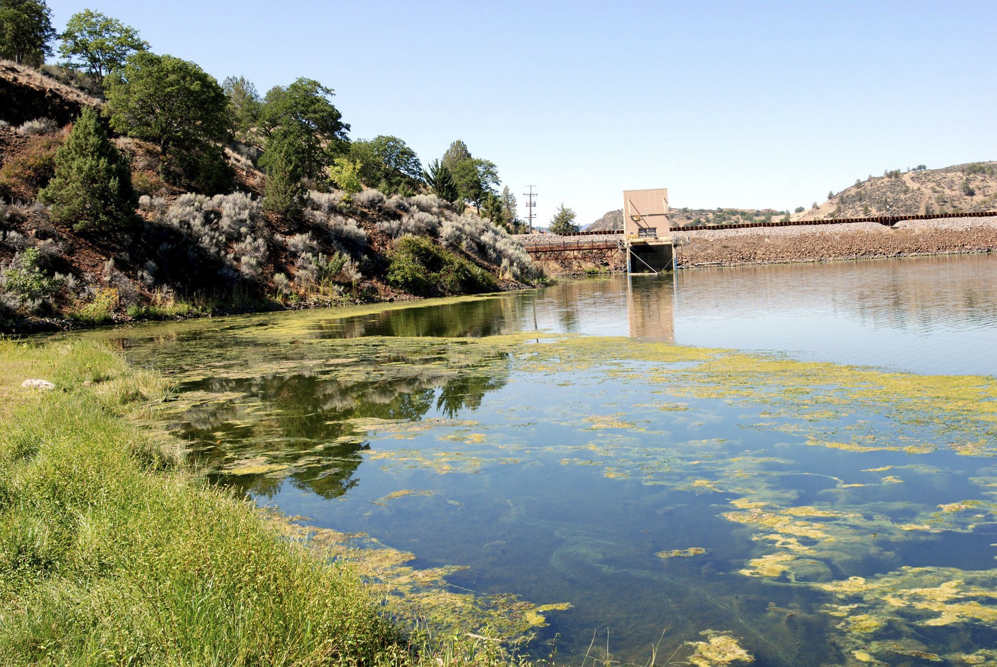 This Aug. 21, 2009, photo shows an algae bloom in the reservoir behind Iron Gate Dam on the Klamath River near Hornbrook, California.