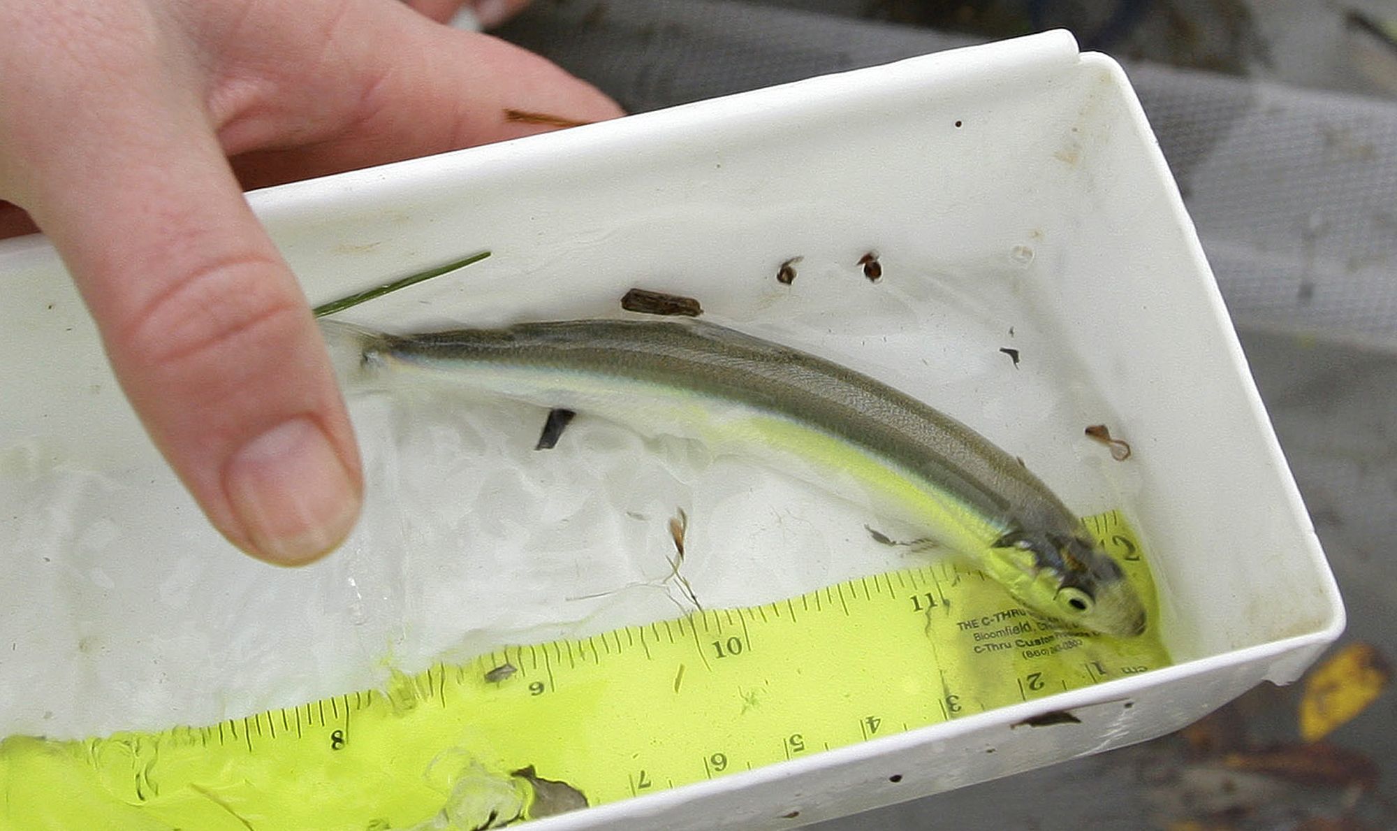 A surf smelt is measured during a fish survey at the mouth of the Elwha River near Port Angeles in 2008.