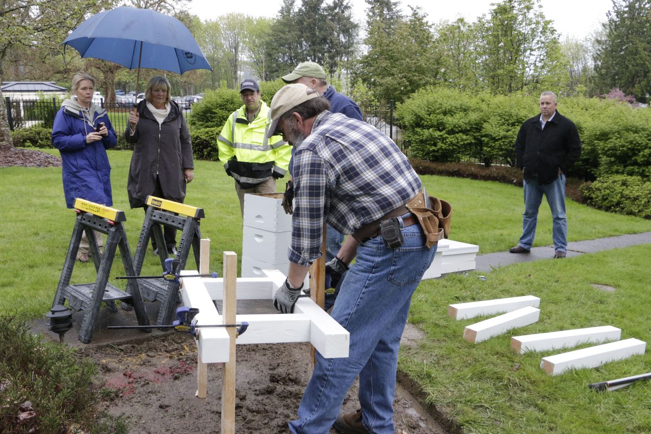 Members of the Olympia Beekeepers Association install a base for bee hive boxes on the front lawn of the governor’s mansion as first lady Trudi Inslee, holding umbrella, looks on in Olympia on Thursday.