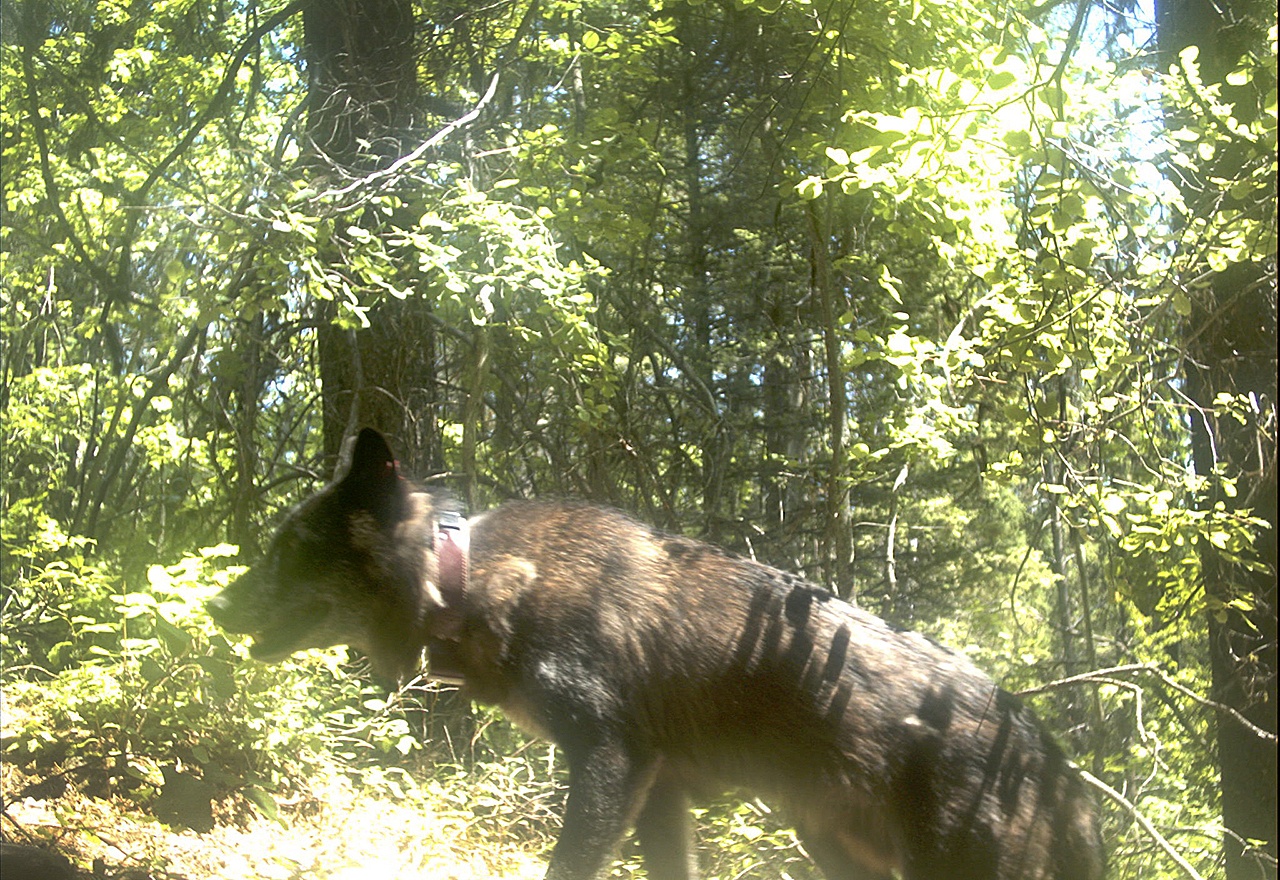 A wolf from the Profanity Pack near Sherman Pass. (Conservation Northwest)