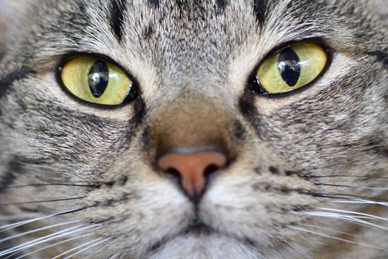 Can you adopt one of these pets?
