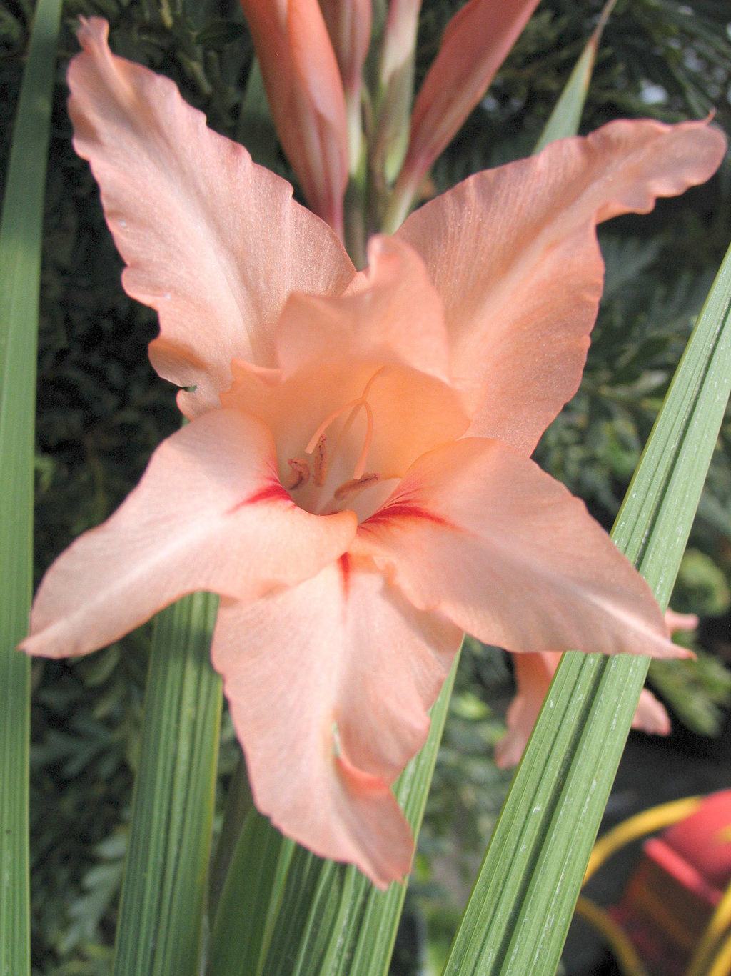 Plant of Merit Salmon gladiola