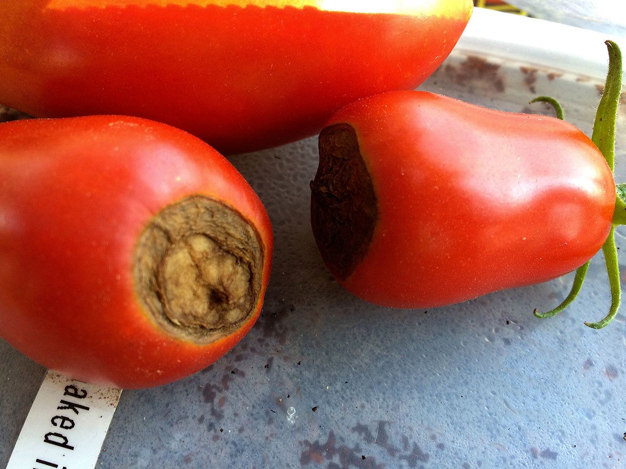 Tomatoes are prone to problems, in large part because of too-cool weather and excessive watering. (Joan Morris / Bay Area News Group)