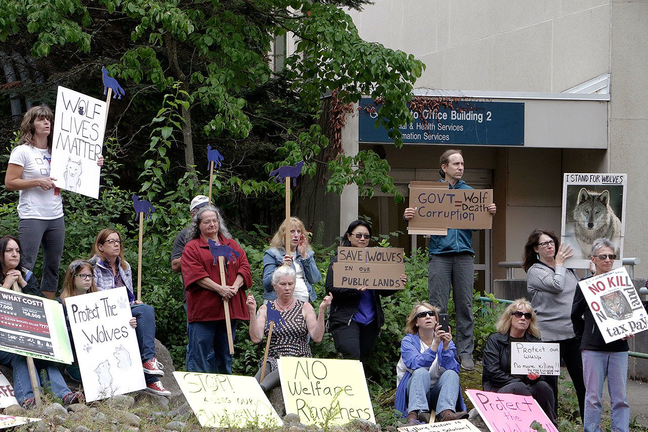 Opponents of the state’s decision to eradicate a wolf pack in northeastern Washington protest outside of the Washington Department of Fish and Wildlife on Thursday in Olympia. (Rachel La Corte / Associated Press)