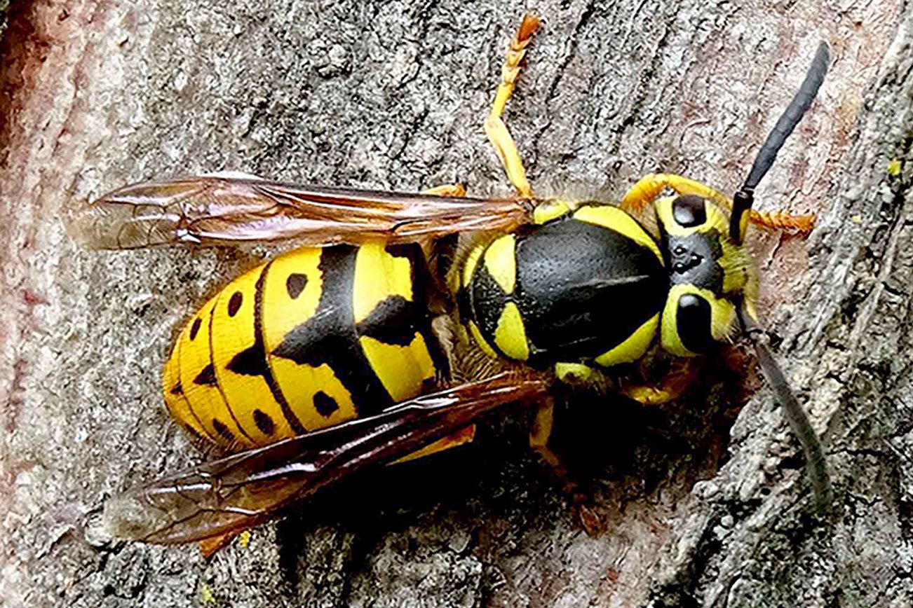 Believe it or not, skeetermunching yellow jackets are our friends