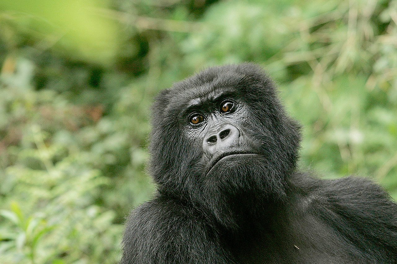 A gorilla looks on at Volcanoes National Park in Ruhengeri, Rwanda, on Nov. 30, 2007. The eastern gorilla has been listed as critically endangered, making four of the six great ape species only one step away from extinction, according to the International Union for the Conservation of Nature’s Red List of Endangered Species, released Sunday. (AP Photo/Themba Hadebe, File)